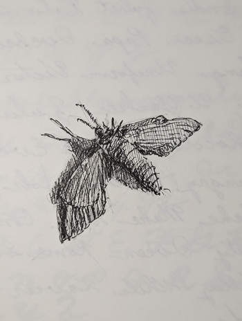 deadMoth